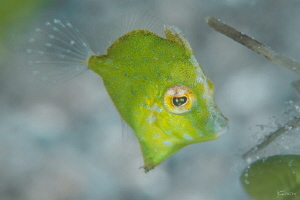 Juvenile file fish by Kelvin H.y. Tan 